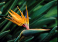 Bird of paradise in Kauai